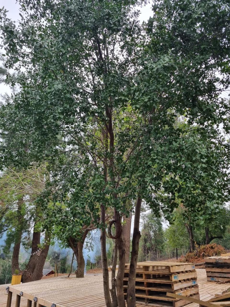 Alto Quillay, Radal Siete Tasas Apartment